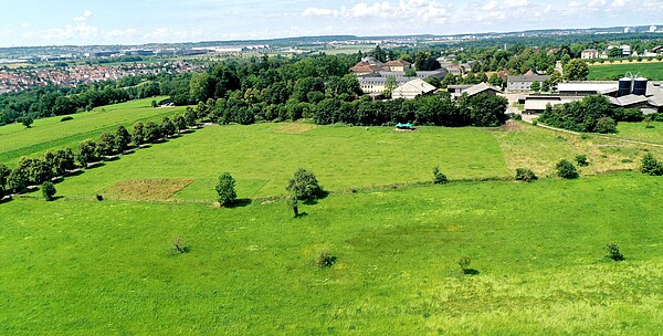 Projekt "Die Wiese lebt"